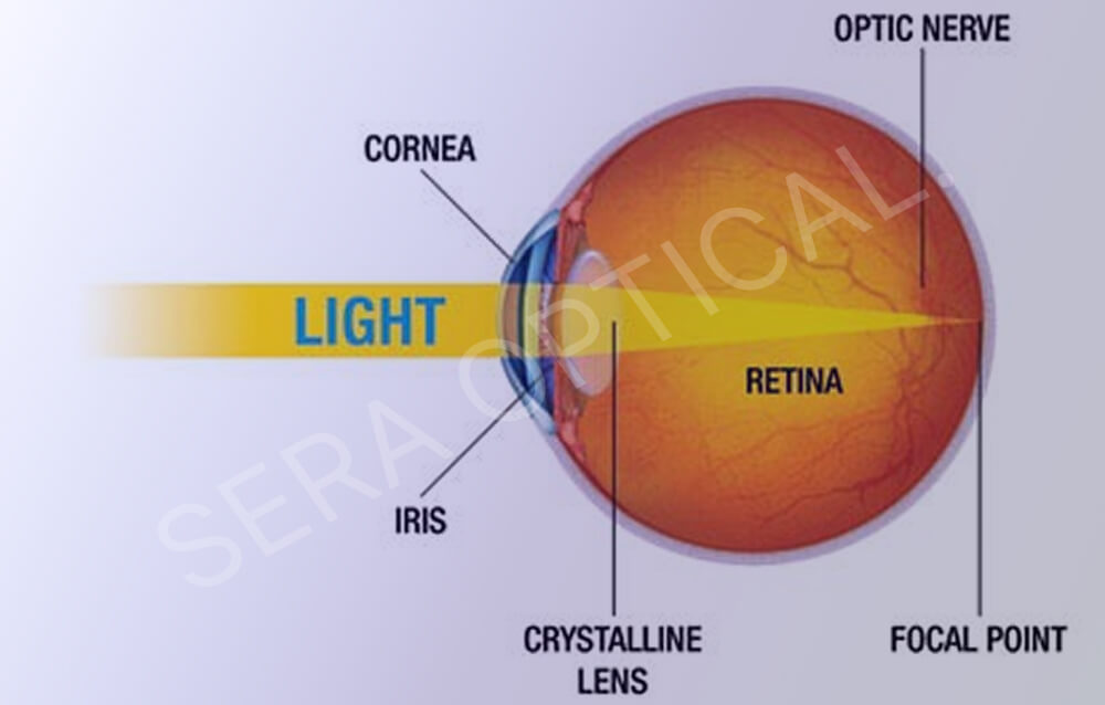 how the eyes work