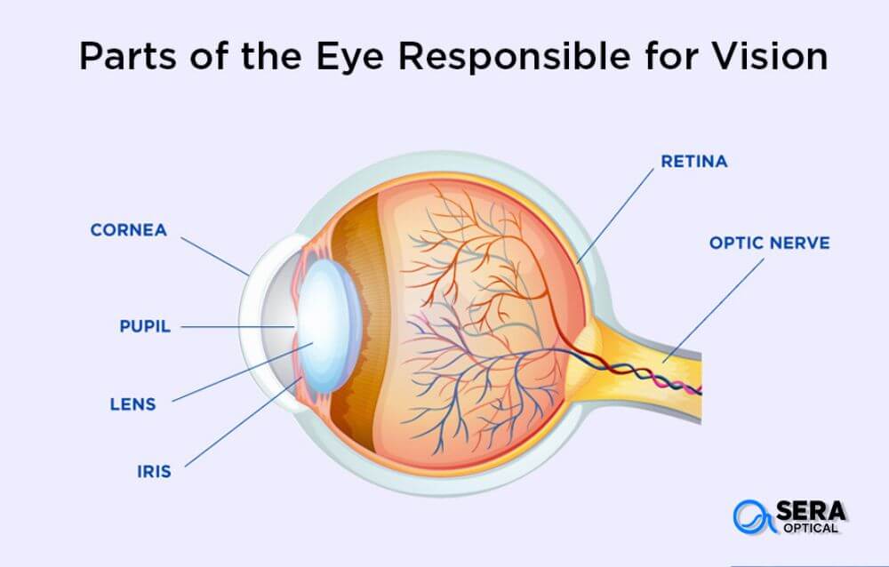 human eyes works